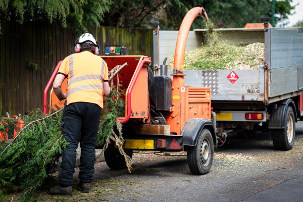 Emergency Storm Tree Removal in Portola Valley, CA